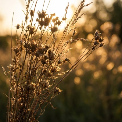 Dried wildflowers backlit at dusk